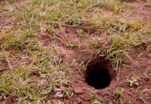 Imate takšne luknje na dvorišču? Niso naključje – preverite, kaj jih povzroča, in bodite pozorni Snake hole at soil field around green forest area, wildlife nature presentation.