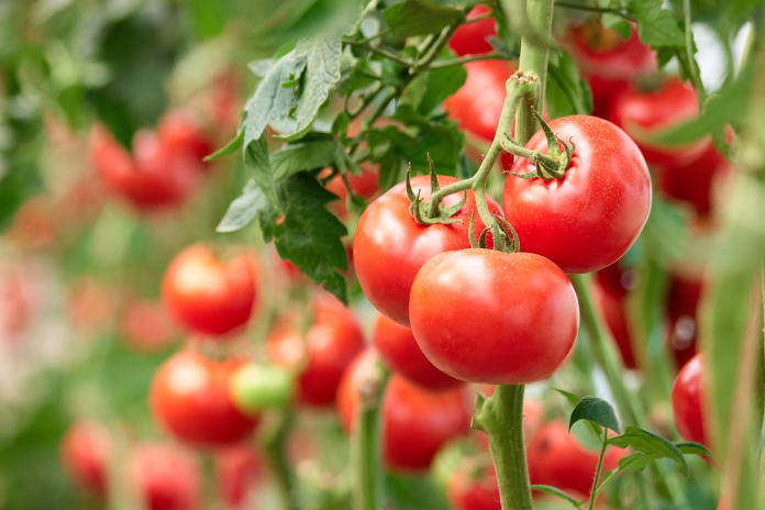 three-ripe-tomatoes-on-green-branch-home-grown-tomato-vegetables-growing-on-vine-in-greenhouse-autumn-vegetable-harvest-on-organic-farm-stockpack-istock Three ripe tomatoes on green branch. Home grown tomato vegetables growing on vine in greenhouse. Autumn vegetable harvest on organic farm.