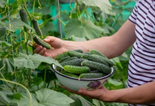 Ne sadite treh rastlin poleg kumar: pridelek bo manjši, bolezni pa se bodo hitro širile A male farmer harvests cucumbers in a greenhouse. Selective focus.