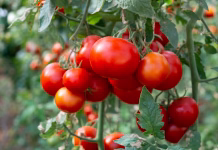 Paradižniki in paprike rastejo kot še nikoli: ena rastlina jih zaščiti bolje kot kemija, zelenjava nikoli večja Close up shot of organic tomatoes growing on a stem. Local produce farm. Copy space for text, background.