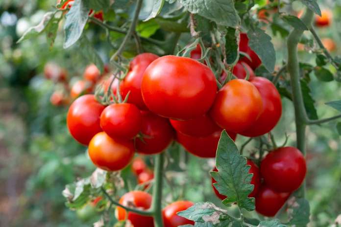 close-up-shot-of-organic-tomatoes-growing-on-a-stem-local-produce-farm-copy-space-for-text-background-stockpack-istock Close up shot of organic tomatoes growing on a stem. Local produce farm. Copy space for text, background.