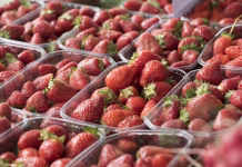 Jih vidite? Trije jasni znaki, da so jagode polne plesni, prodajalci pa jih na stojnicah spretno prikrivajo fresh and ripe harvested strawberries, berries with a red skin