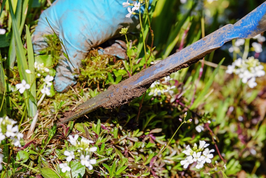 gardening, garden, nature, weed, pluck, weeding, ornamental garden, garden tool, shovel, deep-seated, root, remove, spring