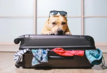 Dopust s psom? Slovenci so pripravljeni plačati tudi 25 evrov na noč, samo da ga ne pustijo doma American Staffordshire terrier dog ready to go on a trip this summer vacation. Dog a sitting behind the suitcase and put his paws on top black suitcase isolated on home background