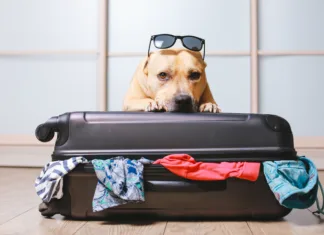 Dopust s psom? Slovenci so pripravljeni plačati tudi 25 evrov na noč, samo da ga ne pustijo doma American Staffordshire terrier dog ready to go on a trip this summer vacation. Dog a sitting behind the suitcase and put his paws on top black suitcase isolated on home background