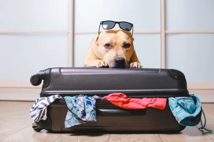 american-staffordshire-terrier-dog-ready-to-go-on-a-trip-this-summer-vacation-dog-a-sitting-behind-the-suitcase-and-put-his-paws-on-top-black-suitcase-isolated-on-home-background-stockpack-istock American Staffordshire terrier dog ready to go on a trip this summer vacation. Dog a sitting behind the suitcase and put his paws on top black suitcase isolated on home background