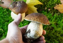 Gobarji, pozor! Gobe so pokukale na plano, a te napake vas lahko drago stanejo Closeup of left hand holding porcino mushroom above green mossy background with leaves of plane tree. Bolete, boletus edulis
