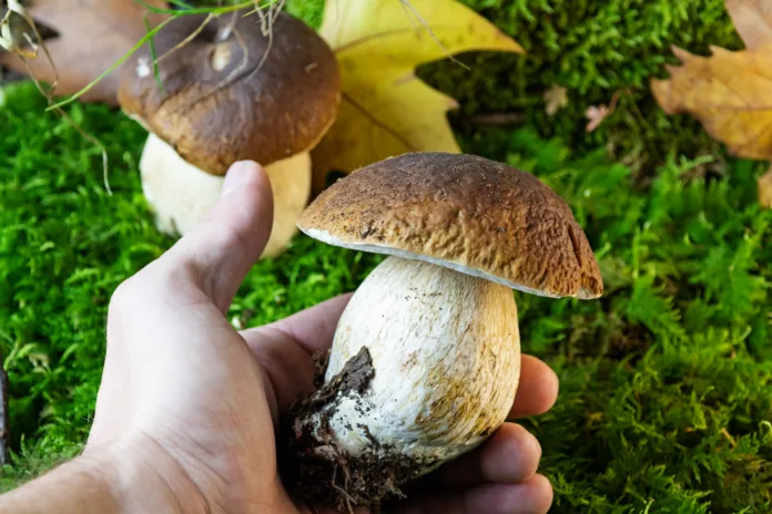 Closeup of left hand holding porcino mushroom above green mossy background with leaves of plane tree. Bolete, boletus edulis