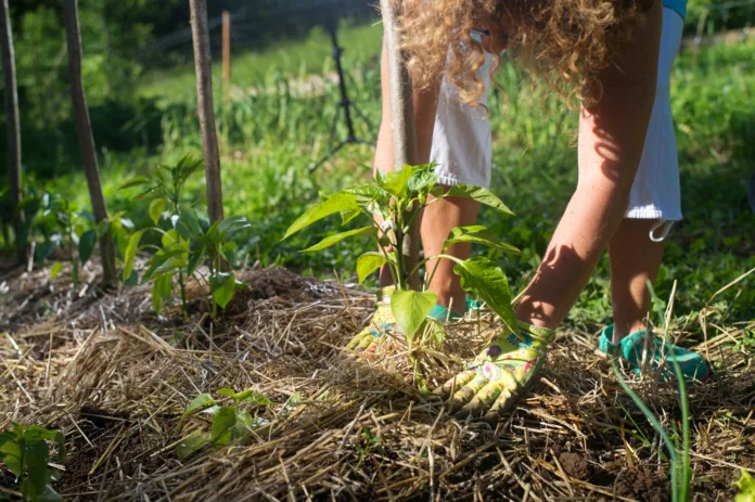 Covering young capsicum plants with straw mulch to protect from drying out quickly ant to control weed in the garden. Using mulch for weed control, water retention, to keep roots warm in the winter and cool in the summer.