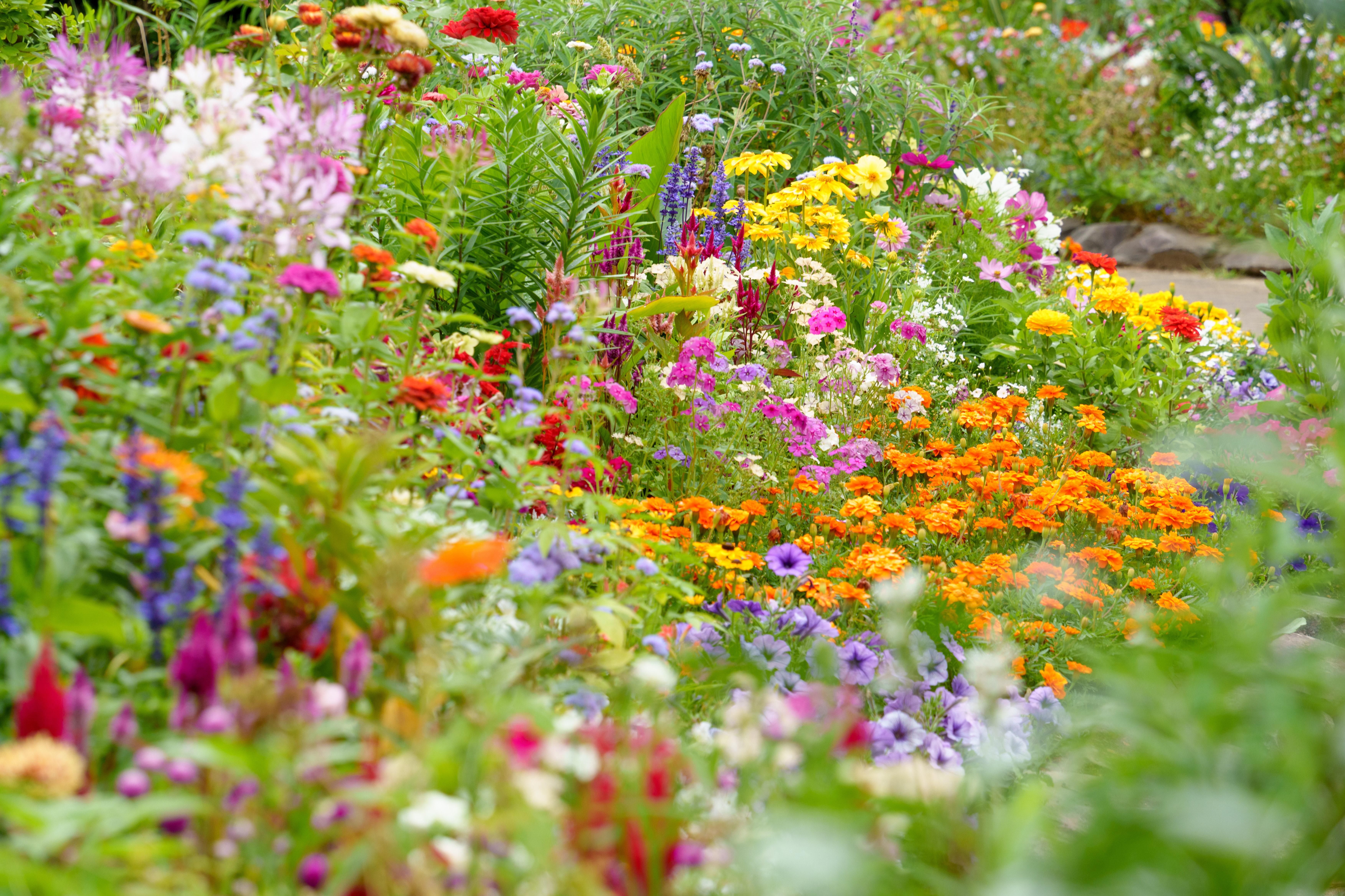 flower-beds-in-the-english-garden-with-a-variety-of-colorful-flowers-stockpack-istock Cvetlične grede v Angleškem vrtu z različnimi pisanimi cvetlicami.