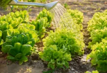 Zalivate vrt vsak dan? Morda delate več škode kot koristi Growing lettuce, watering the garden bed with a watering can. Farmers market, growing eco organic vegetables herbs, cultivation, horticulture concept