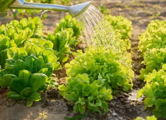 Zalivate vrt vsak dan? Morda delate več škode kot koristi Growing lettuce, watering the garden bed with a watering can. Farmers market, growing eco organic vegetables herbs, cultivation, horticulture concept