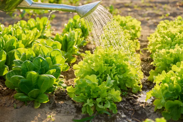 Growing lettuce, watering the garden bed with a watering can. Farmers market, growing eco organic vegetables herbs, cultivation, horticulture concept