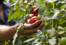 Paradižnik vam propada? Rešitev iz dveh sestavin imate že v hladilniku … Hand Picking Tomato-Good Agricultural Practice