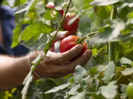 Paradižnik vam propada? Rešitev iz dveh sestavin imate že v hladilniku … Hand Picking Tomato-Good Agricultural Practice