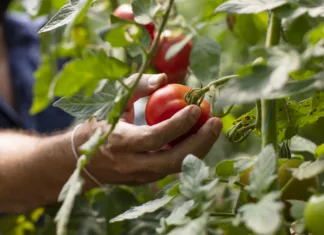 Paradižnik vam propada? Rešitev iz dveh sestavin imate že v hladilniku … Hand Picking Tomato-Good Agricultural Practice