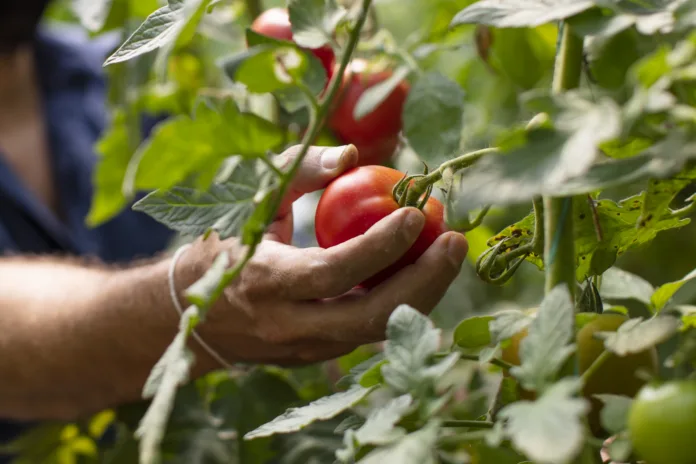 hand-picking-tomato-good-agricultural-practice-stockpack-istock Hand Picking Tomato-Good Agricultural Practice