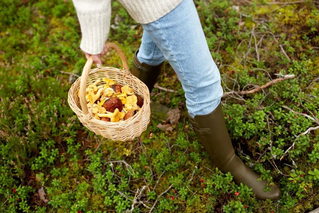 picking season and leisure people concept - young woman with mushrooms in wicker basket walking in forest
