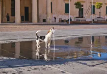 Ko asfalt peče: napaka, ki lahko psa stane zdravja Small dog catching water stream from fountain on empty city square, splashes and reflections on wet tiles, salvation on hot day