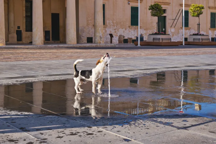 small-dog-catching-water-stream-from-fountain-on-empty-city-square-splashes-and-reflections-on-wet-tiles-salvation-on-hot-day-stockpack-istock Small dog catching water stream from fountain on empty city square, splashes and reflections on wet tiles, salvation on hot day