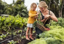 Se domači vrt še splača? Toliko prihranka je pokazal izračun … Smiling young mother gathering fresh kale with her daughter. Happy single mother picking fresh vegetables from an organic garden. Self-sustainable family harvesting fresh produce on their farm.