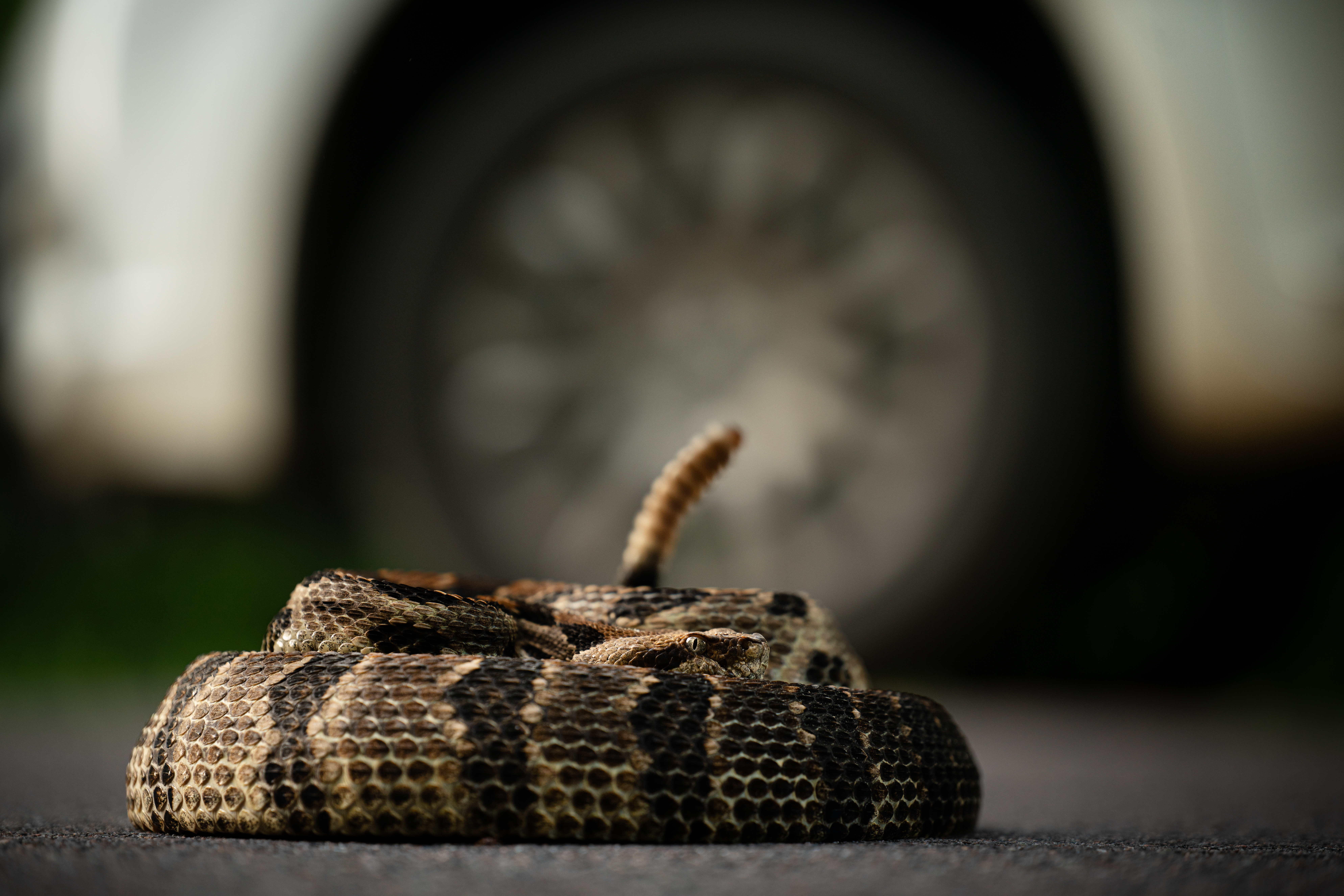 Bodite pozorni: to je znak, da se je v vaš avtomobil skrila kača Timber rattlesnake (Crotalus horridus) coiled next to car wheel