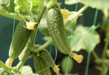 Kumare bodo eksplodirale od pridelka: pravočasno naredite eno stvar in povečajte pridelek Young cucumbers on whips in the greenhouse.