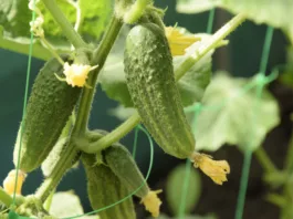 Kumare bodo eksplodirale od pridelka: pravočasno naredite eno stvar in povečajte pridelek Young cucumbers on whips in the greenhouse.