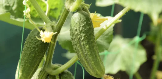 Young cucumbers on whips in the greenhouse.