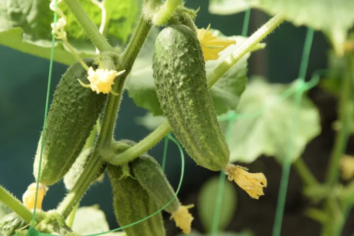 young-cucumbers-on-whips-in-the-greenhouse-stockpack-istock Young cucumbers on whips in the greenhouse.