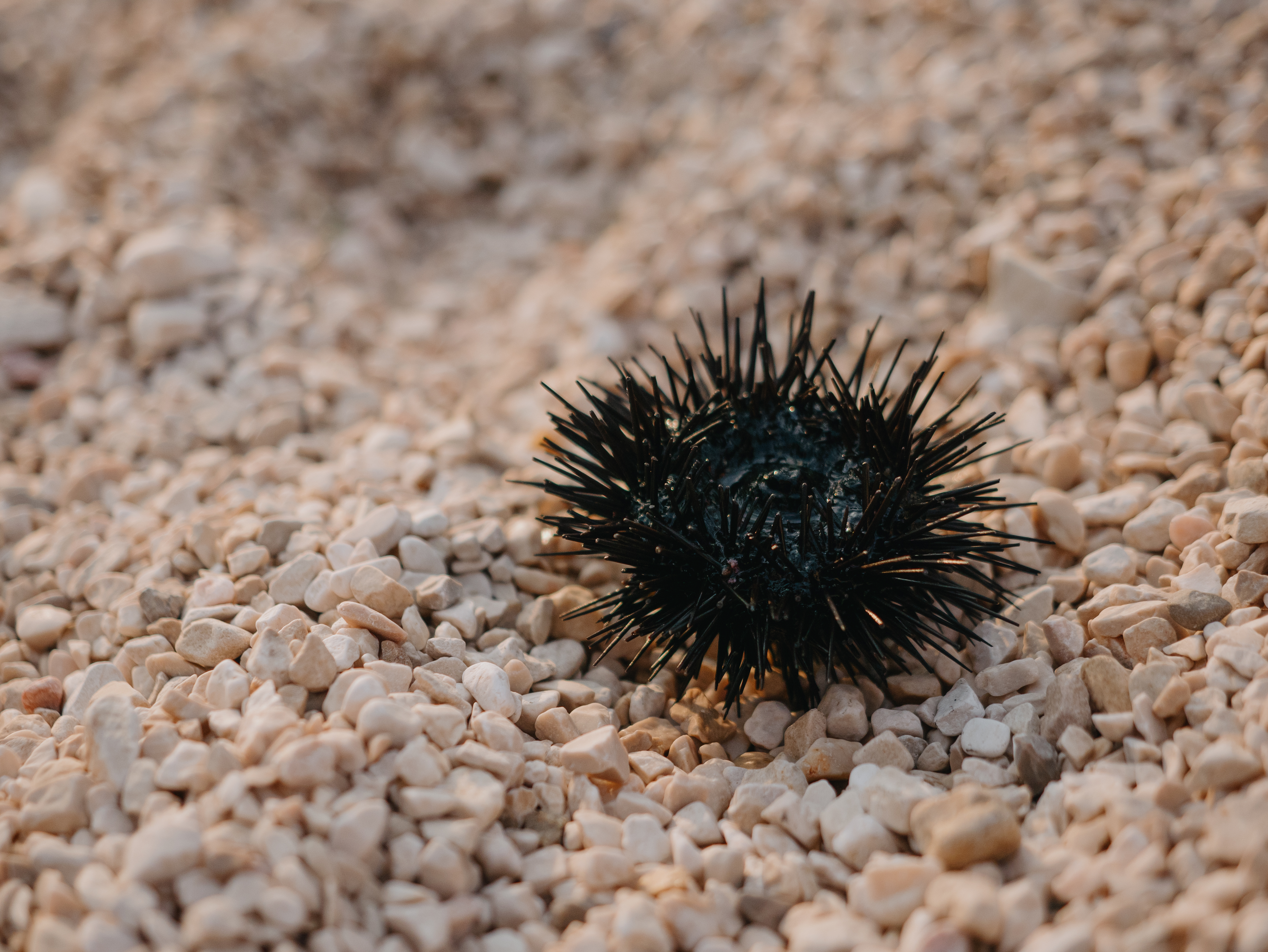 A sea urchin on rocky beach in summer. Black spines protect it from predators and allow to move. Sea urchin stings are very painful and dangerous for swimming tourists. Fazana, Croatia - July 12, 2025