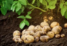 Kdaj julija izkopati krompir? Pozabite na datume, ti znaki pokažejo, da je čas za motiko Heap of fresh raw potato on the ground. Organic farming products in garden.