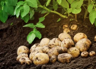 Kdaj julija izkopati krompir? Pozabite na datume, ti znaki pokažejo, da je čas za motiko Heap of fresh raw potato on the ground. Organic farming products in garden.