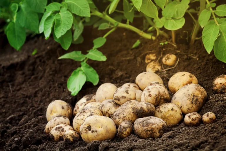 Heap of fresh raw potato on the ground. Organic farming products in garden.