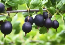 Ta nenavadna sadna vrsta vzbuja vse več pozornosti: v Sloveniji je še vedno redka, kilogram lahko doseže 12 evrov Jostaberry (Ribes × nidigrolaria) hybrid of a black currant and gooseberry in the garden. Branch with ripe berries close up.Selective focus.