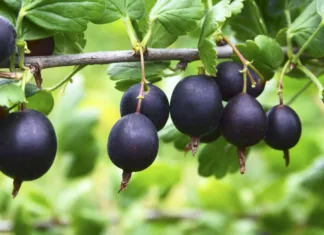 Ta nenavadna sadna vrsta vzbuja vse več pozornosti: v Sloveniji je še vedno redka, kilogram lahko doseže 12 evrov Jostaberry (Ribes × nidigrolaria) hybrid of a black currant and gooseberry in the garden. Branch with ripe berries close up.Selective focus.