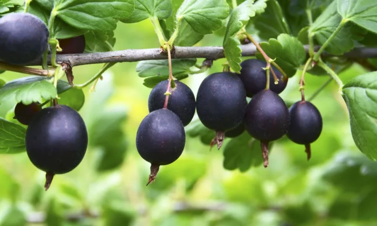 Jostaberry (Ribes × nidigrolaria) hybrid of a black currant and gooseberry in the garden. Branch with ripe berries close up.Selective focus.