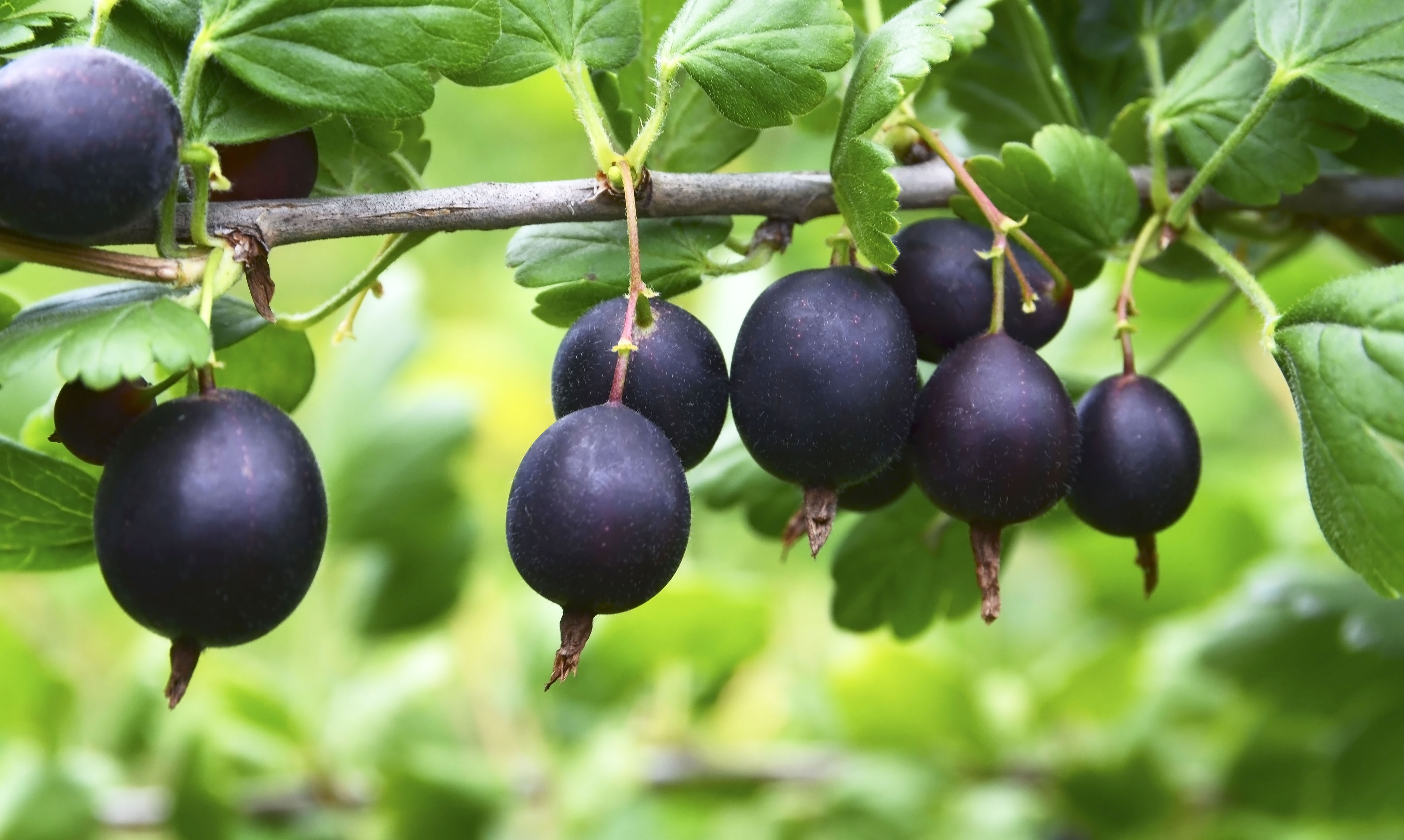 Ta nenavadna sadna vrsta vzbuja vse več pozornosti: v Sloveniji je še vedno redka, kilogram lahko doseže 12 evrov Jostaberry (Ribes × nidigrolaria) hybrid of a black currant and gooseberry in the garden. Branch with ripe berries close up.Selective focus.