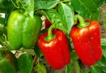 Želite velike in mesnate paprike? To napako mnogi delajo vsako leto in si s tem zmanjšujejo pridelek red and green peppers growing in a garden