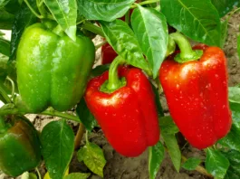 Želite velike in mesnate paprike? To napako mnogi delajo vsako leto in si s tem zmanjšujejo pridelek red and green peppers growing in a garden