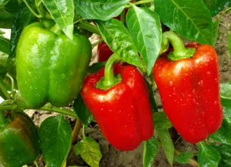 Želite velike in mesnate paprike? To napako mnogi delajo vsako leto in si s tem zmanjšujejo pridelek red and green peppers growing in a garden