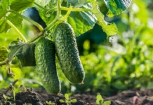 Kako preprečiti, da bi kumare julija postale grenke? Ohranite njihov sladek in hrustljav okus, vrtnarji navdušeni Two cucumbers ripen on a bed in the sun.
