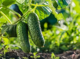 Two cucumbers ripen on a bed in the sun.