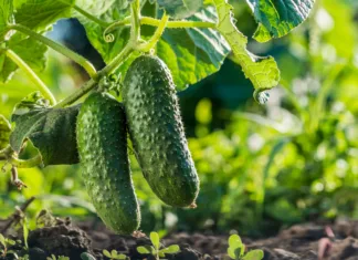 Kako preprečiti, da bi kumare julija postale grenke? Ohranite njihov sladek in hrustljav okus, vrtnarji navdušeni Two cucumbers ripen on a bed in the sun.
