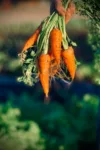 2020, garden, farm, produce, green, plant, orange, carrot, health, fun, local