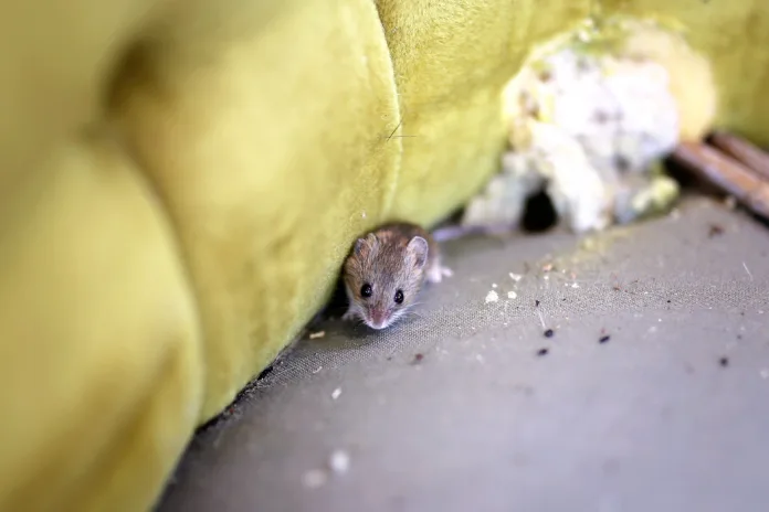 a-little-grey-house-mouse-is-sitting-by-its-nest-in-an-old-antique-chair-stockpack-istock A little grey House Mouse is sitting by its nest in an old antique chair.