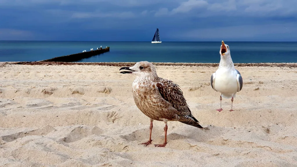 A seagulls standing on a beach