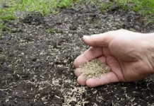 Kdaj je najboljši čas za sajenje trave? Grass seeds in the hand