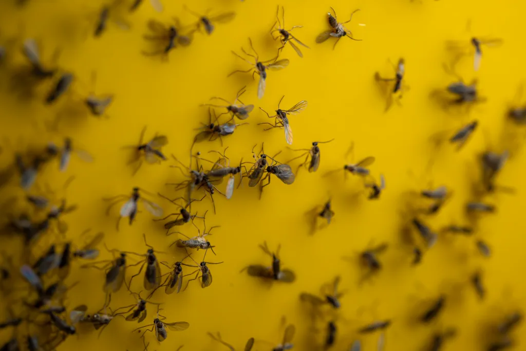 Trapped fungus gnats on sticky yellow trap paper. Close up, macro shot, no people.