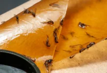Kako se znebiti nadležnih mušic? Winged fungus gnats stuck on an adhesive fly paper trap, preventing indoor pest infestation and protecting plants